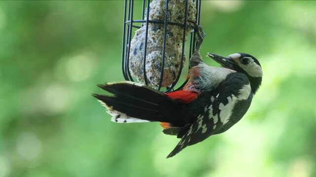 Great spotted woodpecker feeding on a suet ball in close-up, detailed view of striking bird pecking at feeder in natural garden setting with sharp plumage and vivid wildlife action. Slow motion	