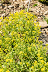 Fototapeta premium Basket of gold or Alyssum Saxatile plant in Saint Gallen in Switzerland 11.4.2026
