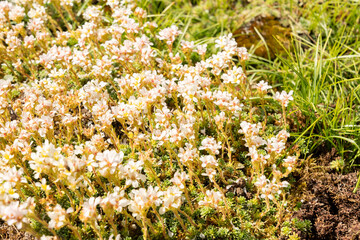 Obraz premium Kabschia saxifrage or Saxifraga Marginata var Coriophylla plant in Saint Gallen in Switzerland 11.4.2026