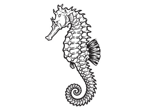 Seahorse, marine animal, black and white illustration, vector graphics, ocean creature