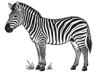 Zebra, black and white striped animal, wildlife illustration, safari creature, vector graphic © হরি চাঁদের চাঁদ