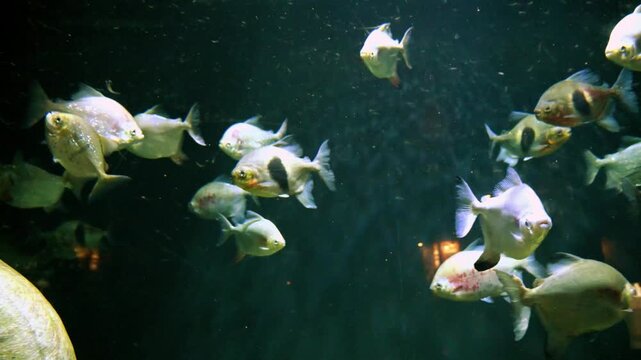 Silver Dollars (genus Metynnis), these fish are herbivorous or omnivorous, naturally living in weedy rivers in South America