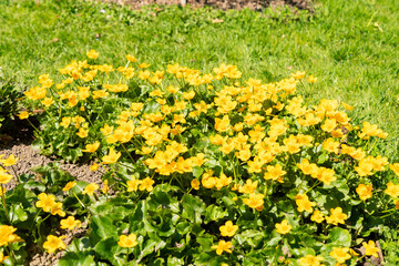 Fototapeta premium Marsh marigold or Caltha Palustris plant in Saint Gallen in Switzerland 11.4.2026