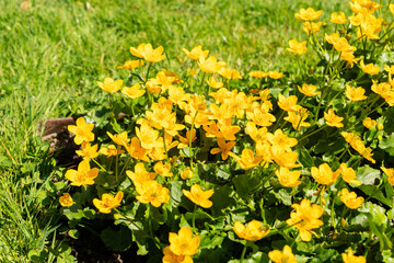 Obraz premium Marsh marigold or Caltha Palustris plant in Saint Gallen in Switzerland 11.4.2026