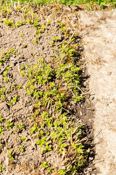 Upright pellitory or Parietaria Officinalis plant in Saint Gallen in Switzerland 11.4.2026