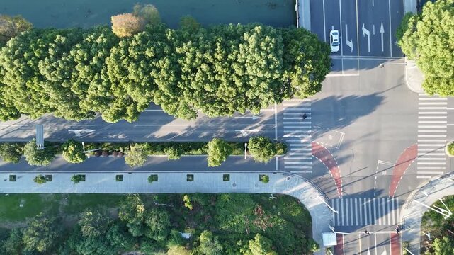 Car on Tree-Lined Road Beside Canal