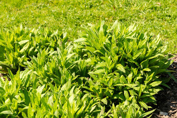 Fototapeta premium Sisymbrium Strictissimum plant in Saint Gallen in Switzerland 11.4.2026