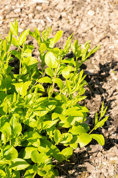 Lathyrus Laevigatus ssp Occidentalis plant in Saint Gallen in Switzerland 11.4.2026