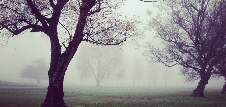 Photograph of a foggy landscape featuring several leafless trees scattered across a grassy field. The dense mist obscures the background, creating a soft, muted atmosphere where distant trees appear 