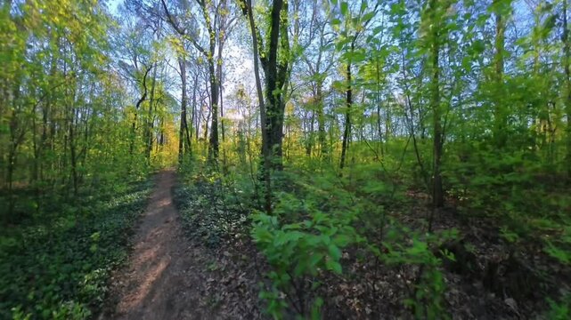 Narrow Dirt Path Splitting in Dense Green Spring Forest