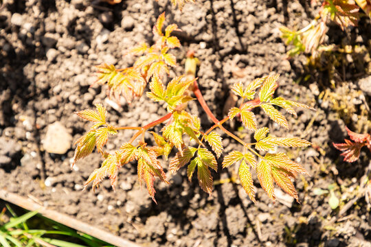 Goats beard or Aruncus Asiaticus plant in Saint Gallen in Switzrland 11.4.2026