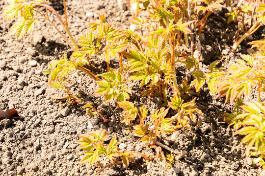 Goats beard or Aruncus Asiaticus plant in Saint Gallen in Switzrland 11.4.2026