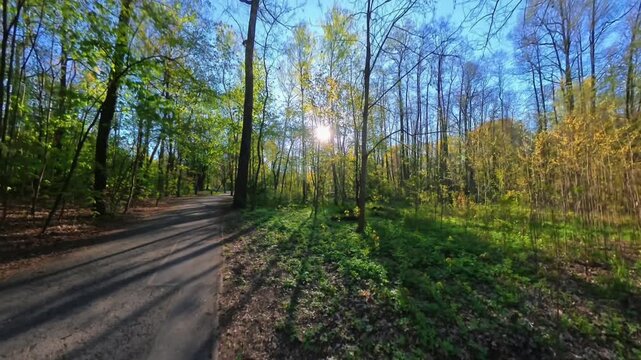 Asfalt Pathway Leading Through Sunlit Spring Forest