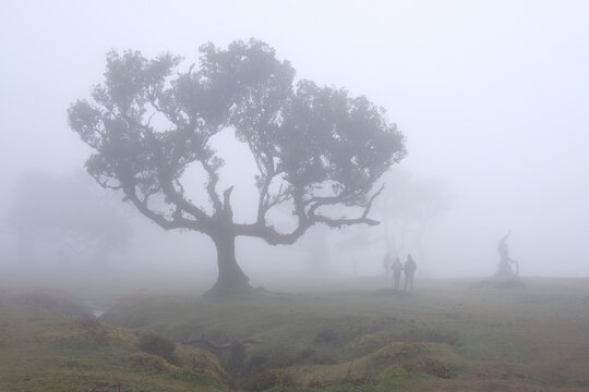 Madeira Portugal Lorbeerwald Nebelwald Feenwald