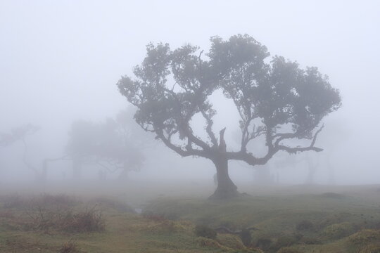 Madeira Portugal Lorbeerwald Nebelwald Feenwald