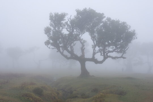 Madeira Portugal Lorbeerwald Nebelwald Feenwald