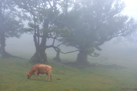 Madeira Portugal Lorbeerwald Nebelwald Feenwald