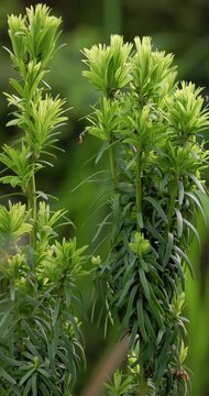 Fresh green shrub branches moving in breeze, Taxus baccata david