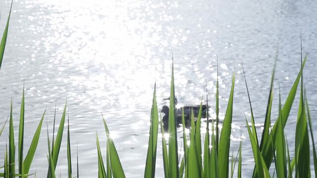 Two ducks swim steadily across reflective lake surface while sunlight sparkles around them, gentle ripples expand behind as reeds frame foreground creating peaceful natural wildlife interaction scene