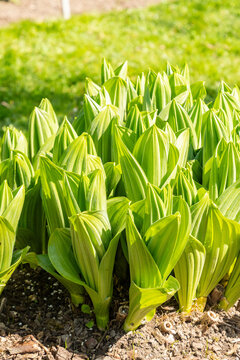 California corn lily or Veratrum Californicum plant in Saint Gallen in Switzerland 11.4.2026