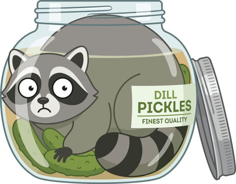 Sad raccoon trapped inside a large glass jar of dill pickles with forest dweller food storage wildlife preserves vegetables container illustration character humorous surprised