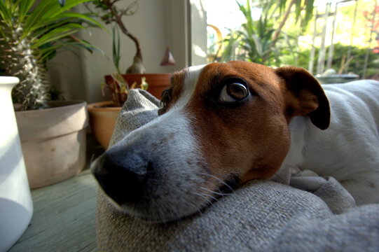 Hund 