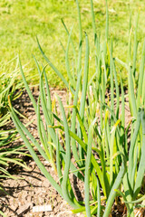 Obraz premium Bulb onion or Allium Cepa plant in Saint Gallen in Switzerland 11.4.2026