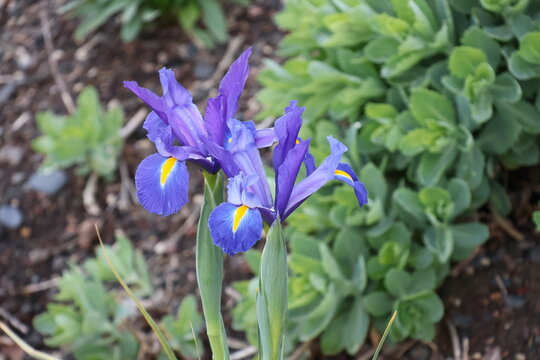 Violette Irisbl&uuml;te in Nahaufnahme