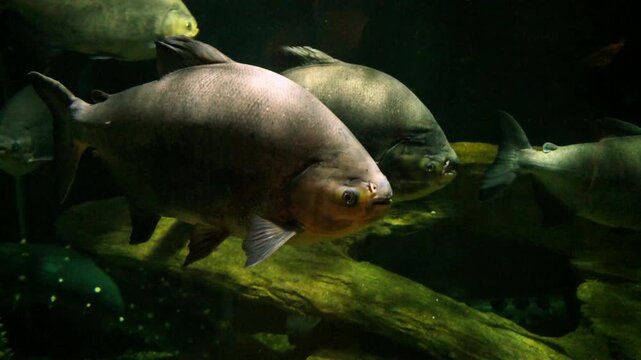 A Tambaqui (Colossoma macropomum), also known as the Black Pacu or Giant Pacu.