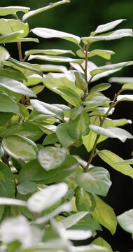 Elaeagnus ebbingei Limelight leaves swaying softly in sunlight, natural botanical garden background