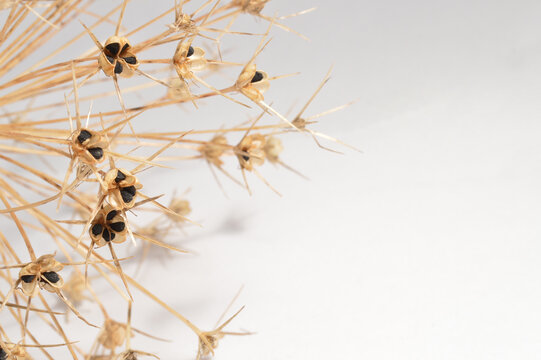 dry allium flower flatlay against white background with generous copy space, botanical garlic overlay with text space, close up detailed dry garlic bloom photo for branding