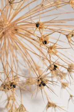 dry allium flower flatlay against white background with generous copy space, botanical garlic overlay with text space, close up detailed dry garlic bloom photo for branding
