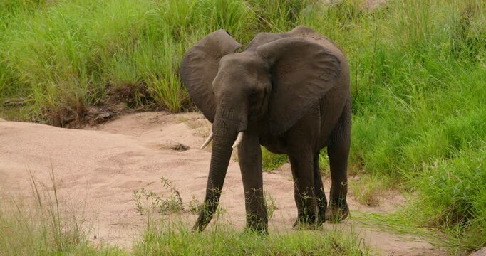 Medium shot of a wild African elephant walking along a sandy riverbed path surrounded by lush green grass in Kruger National Park, South Africa. Natural daytime wildlife safari scene.