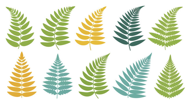 Collection of various fern leaves in different shades and shapes.