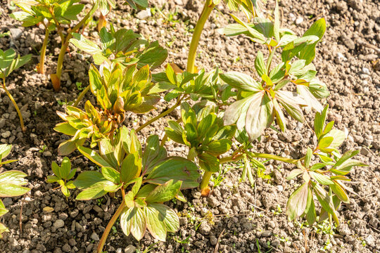 Garden peony or Paeonia Officinalis Plena plant in Saint Gallen in Switzerland 11.4.2026