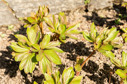 Garden peony or Paeonia Officinalis Plena plant in Saint Gallen in Switzerland 11.4.2026