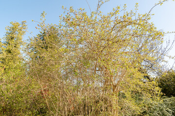 Fototapeta premium Beauty bush or Kolkwitzia Amabilis plant in Saint Gallen in Switzerland 11.4.2026