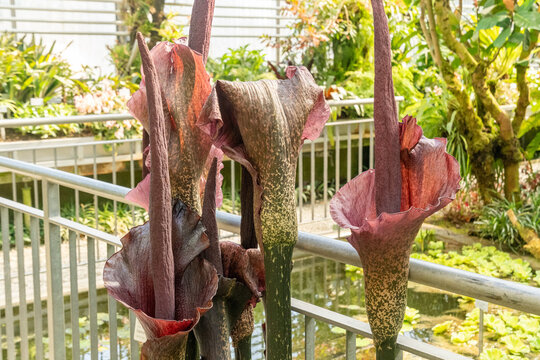 Devils tongue or Amorphophallus Rivieri plant in Saint Gallen in Switzerland 11.4.2026