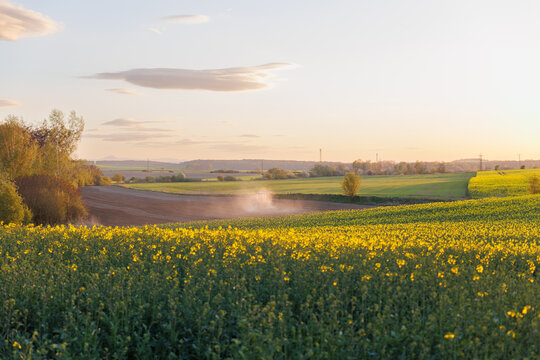 pole rzepaku w piękny dzień