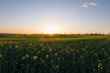 pola rzepaku  podczas zachodu słońca © Arek mały