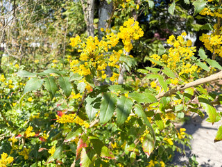 Fototapeta premium Mahonia plant in Saint Gallen in Switzerland 11.4.2026