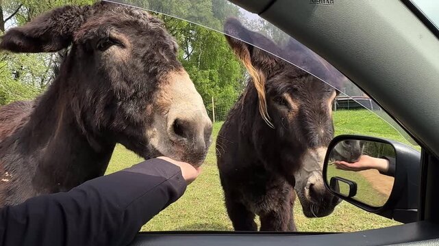 Close-up of a tourist hand feeding a fluffy brown donkey through an open car window, authentic animal interaction during a safari park road trip