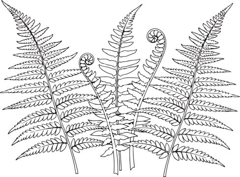 Black and white ferns, fern leaves, botanical illustrations, vector graphics