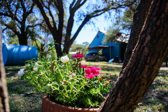 Primer plano de maceta con flores fucsias y blancas en un jard&iacute;n rural de Cordoba, con una caba&ntilde;a azul y &aacute;rboles desenfocados al fondo en un d&iacute;a soleado. Concepto de vida de campo y turismo.