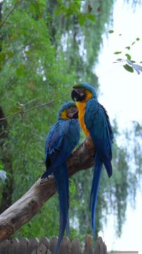 These birds are Blue-and-yellow Macaws (Ara ararauna), large Neotropical parrots known for their vibrant plumage.