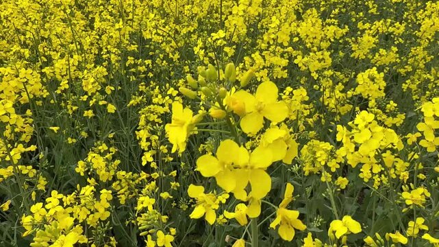 Close up of vibrant yellow blooming rapeseed field, agriculture industry and rural landscape concept. 