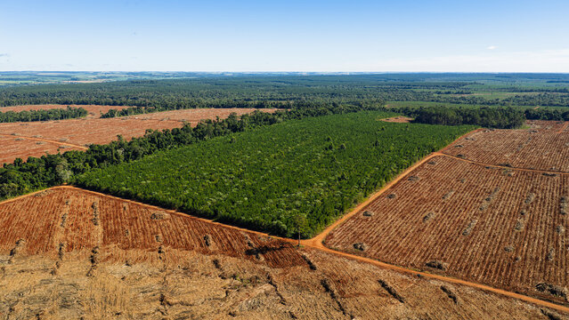 Large Scale Pine Forestry Harvesting and Reforestation in Misiones Argentina