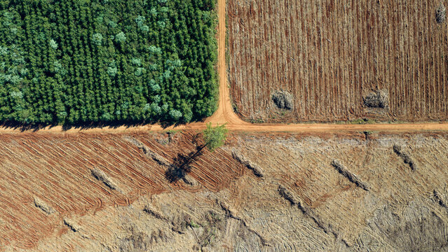 Aerial View of Harvested Pine Plantation and Reforestation Area in Misiones Argentina