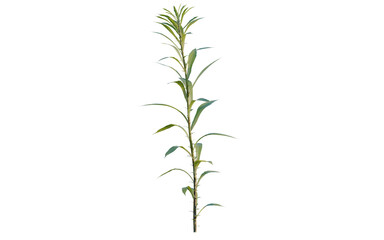 Fototapeta premium Aster subulatus tree, elevation, front view, cutout, transparent background, isolate, Close-up of a vibrant green plant with detailed texture and natural beauty, perfect for botanical art.