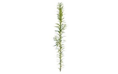 Fototapeta premium Aster subulatus tree, elevation, front view, cutout, transparent background, isolate, Detailed close-up of a vibrant green fern leaf with intricate patterns and textures.